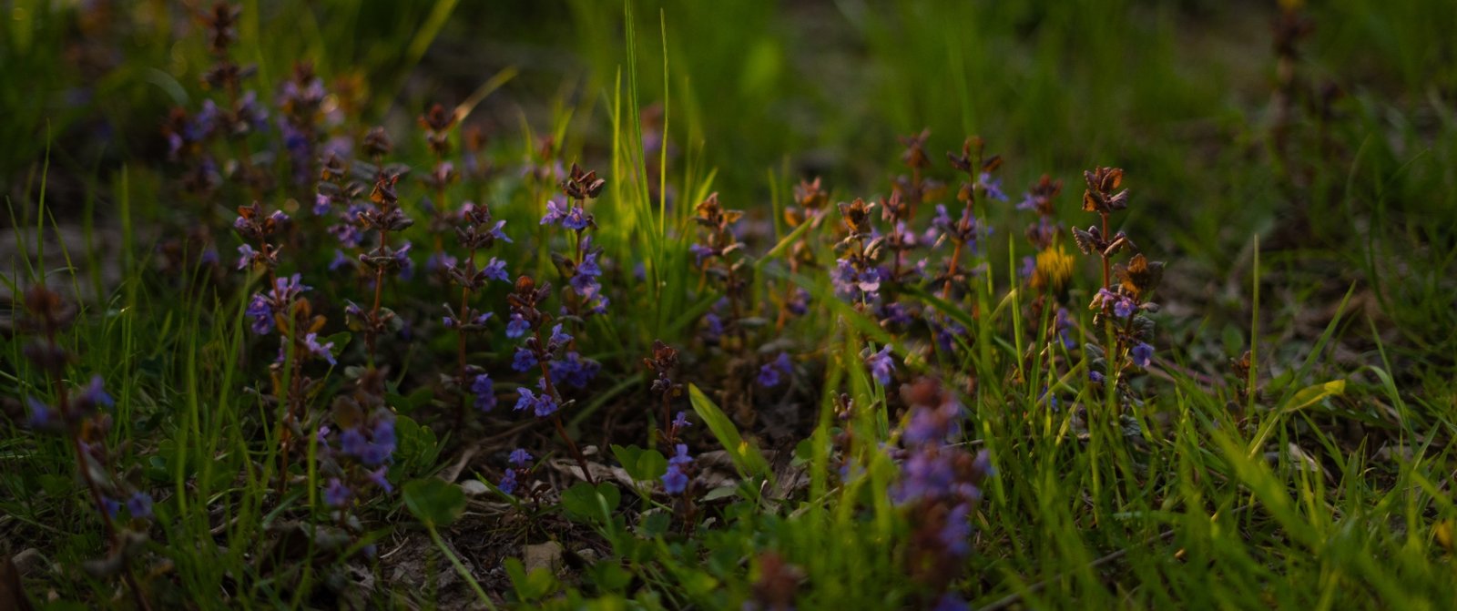 Wild violets in evening grass