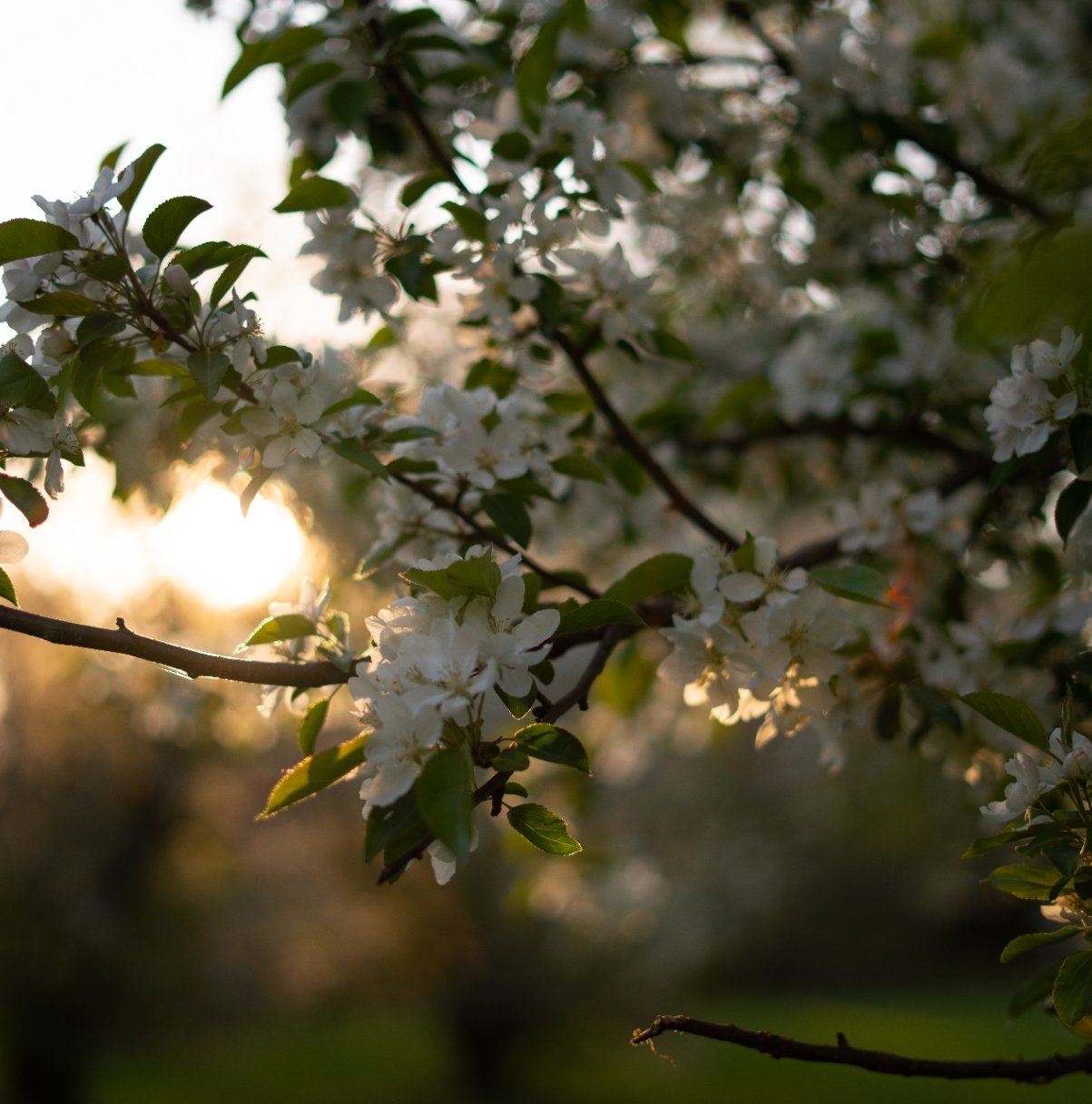Apple blossoms against the sun